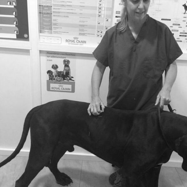 acupuntura veterinaria castellon 0