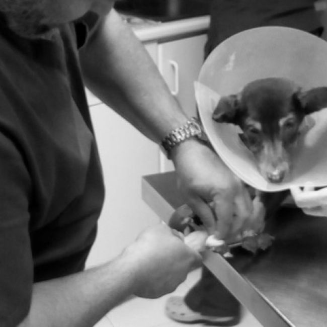 especialidades veterinarias en castellon