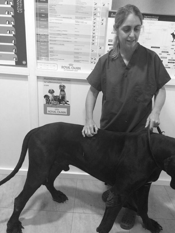 acupuntura veterinaria castellon 0