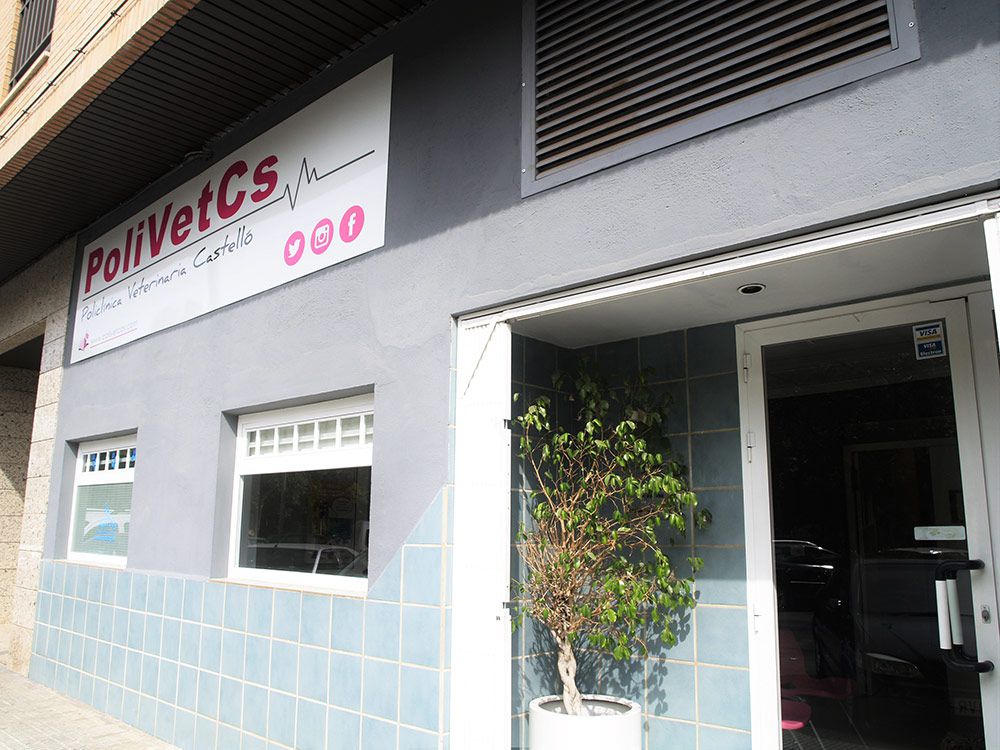 veterinario-en-castellon